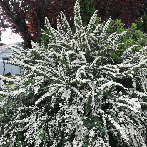 Spiraea nipponica 'Snowmound' - Nipponi enelas 'Snowmound' C1/1L